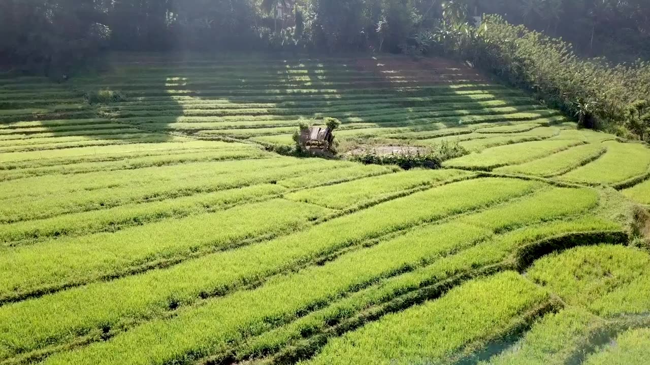 SRI LANKA - Cinematic Video