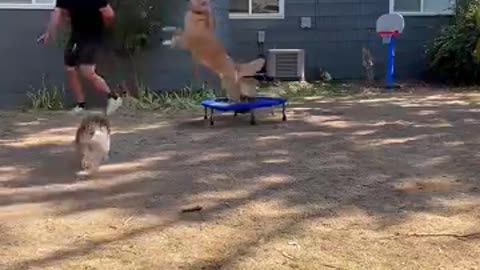 dog, cute dog, animal videos, dog playing, dog lovers, dog tricks,
