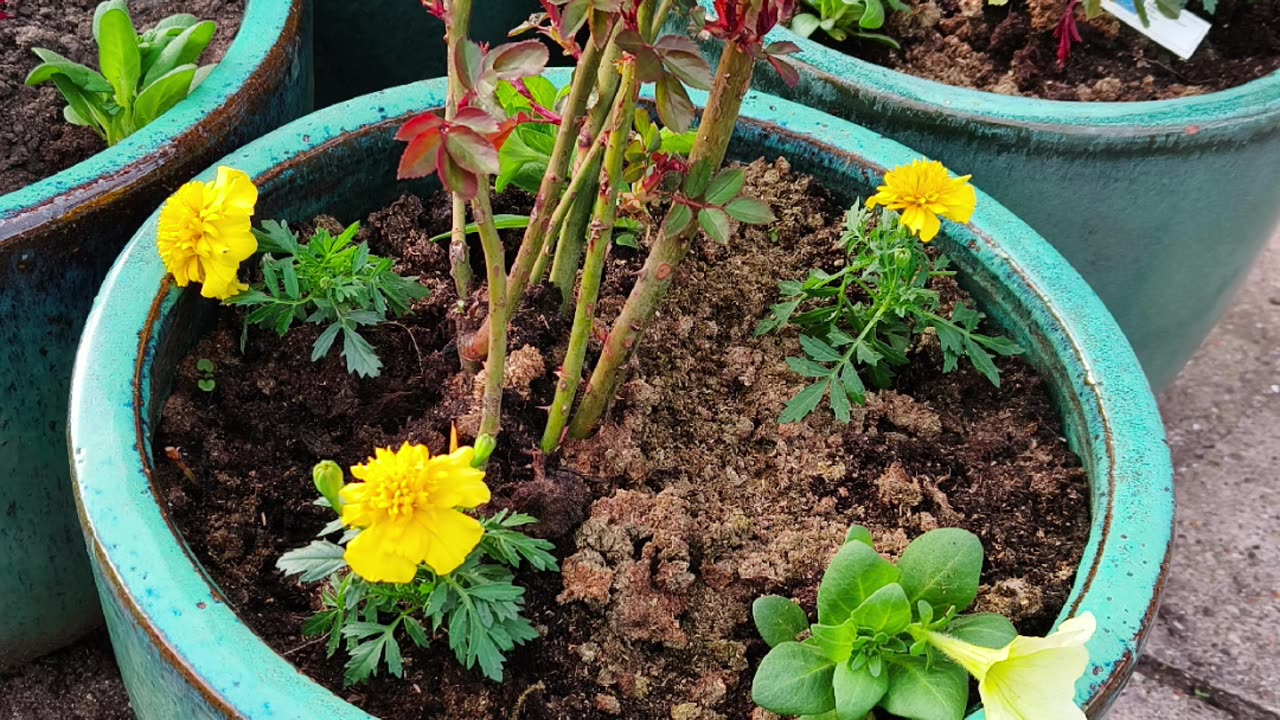 Companion Plants for Rose Pots