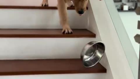 Littels Dog's Comedy Videos 🤣 so cute videos 😍 funny videos 🤣 so much for watching this video 😂