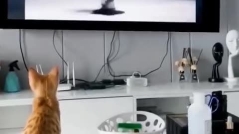 funniest cat moments ever! 😂 laugh guaranteed!