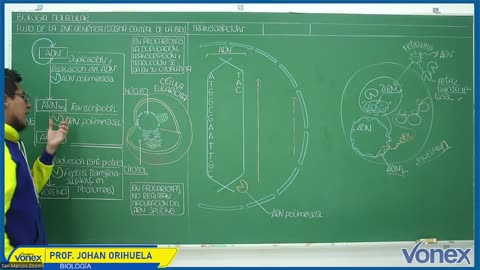 VONEX SEMIANUAL 2025 | Semana 07 | Biología S1
