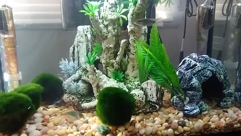 10g fish tank Big Goldy