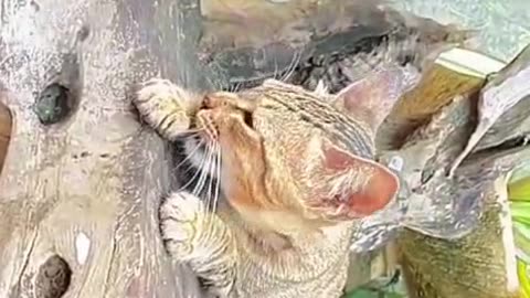 “My Cat’s Secret Hangout Spot Revealed… And It’s Hilariously Weird!”