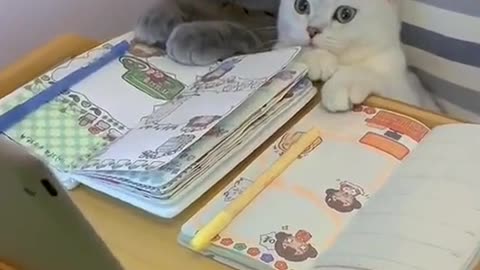 Cat watching a video