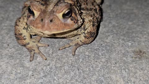 American Toad.