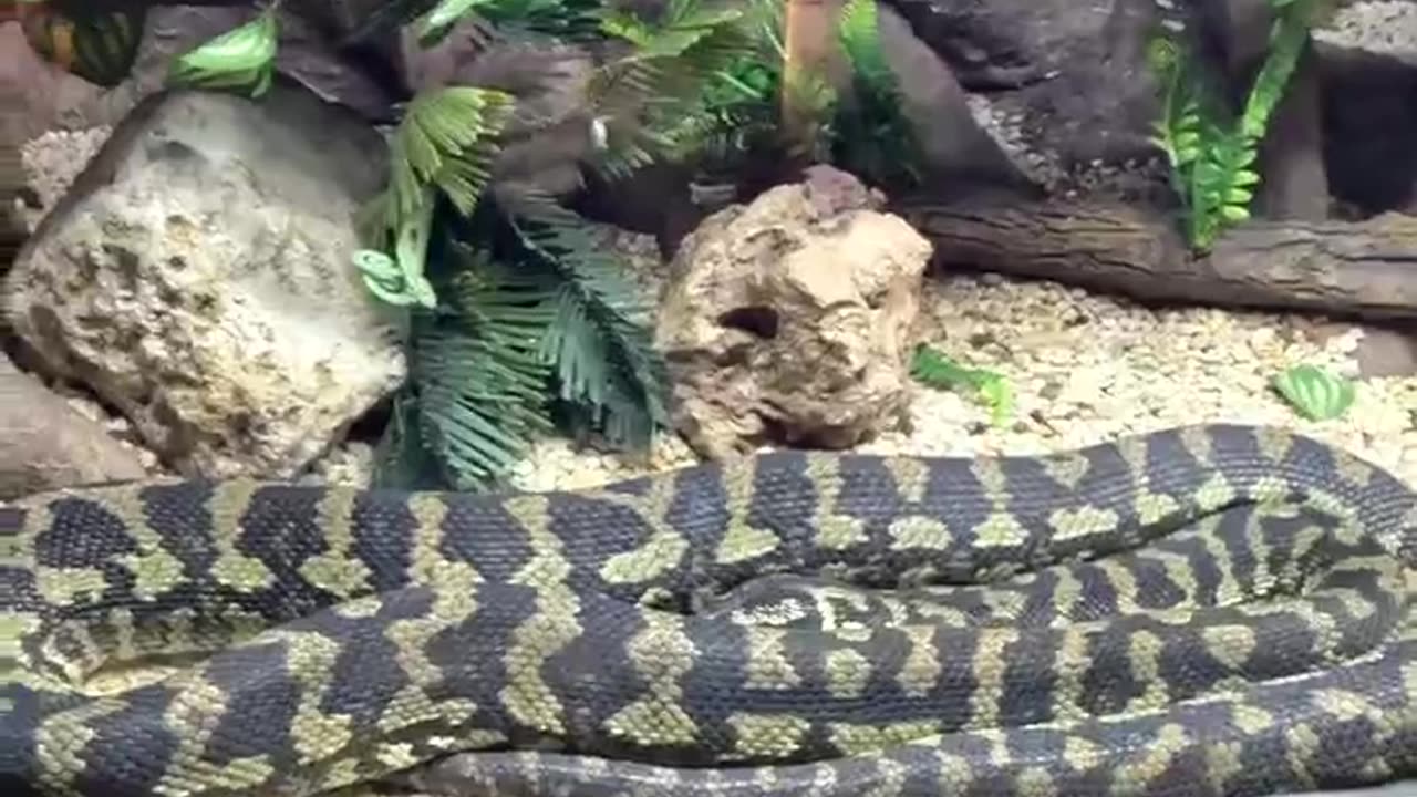 Carpet Python at San Juan de Aragon Zoo in Mexico City