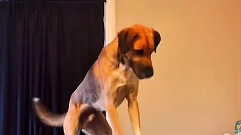 "When You’re Too Cute to Be Taken Seriously 🐶😂"