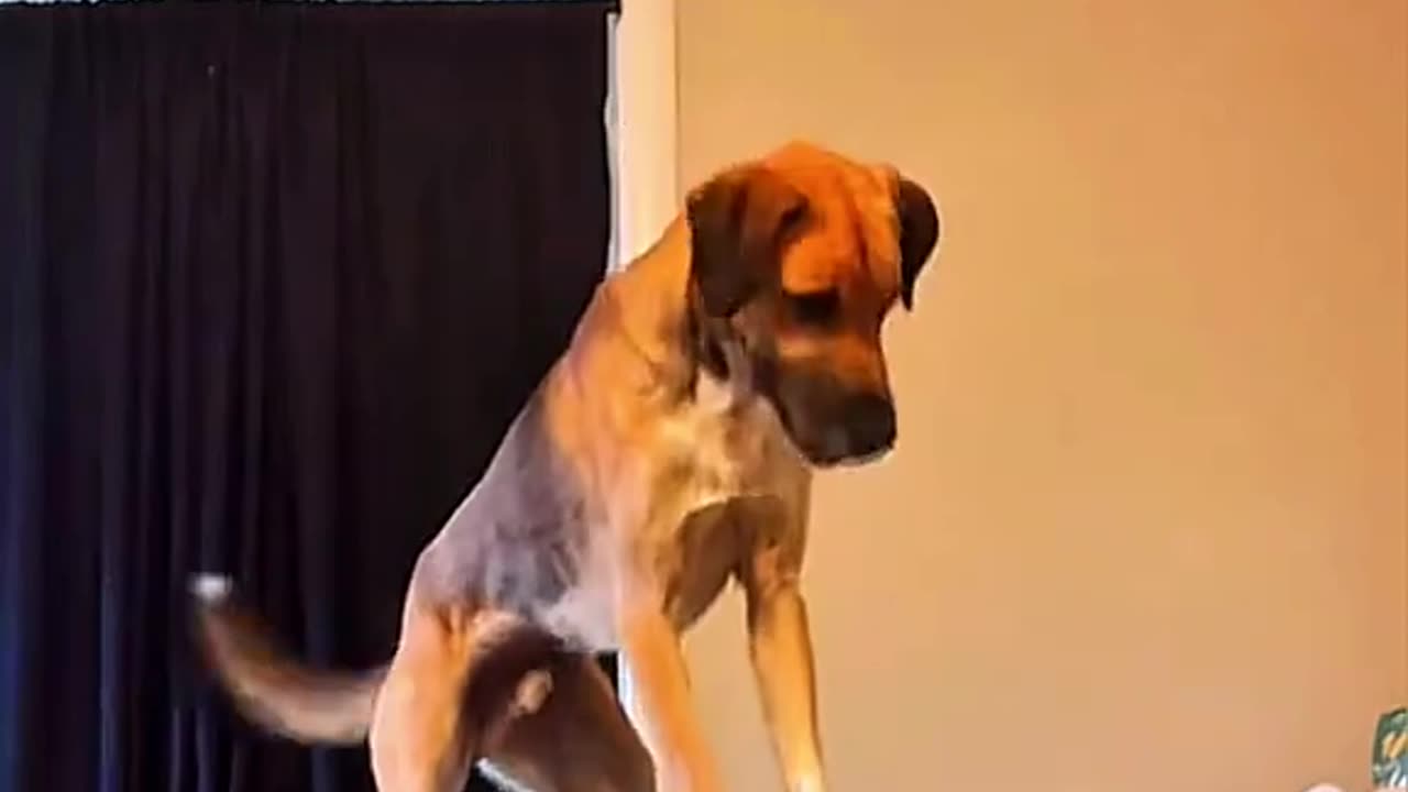 "When You’re Too Cute to Be Taken Seriously 🐶😂"