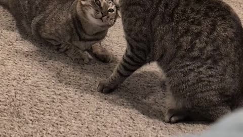 Funny Cats Videos Try Not To Laugh #1 #shorts