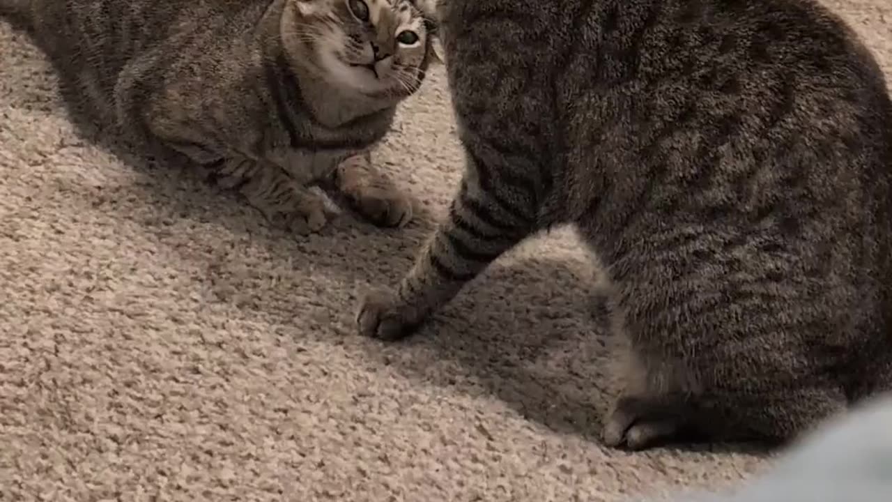 Funny Cats Videos Try Not To Laugh #1 #shorts