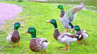Mallard Duck Drakes and Quacking Chaos