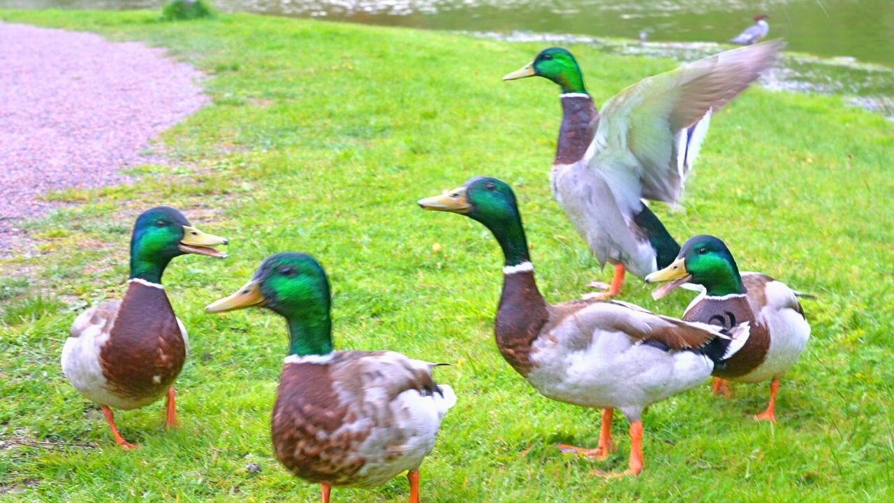 Mallard Duck Drakes and Quacking Chaos