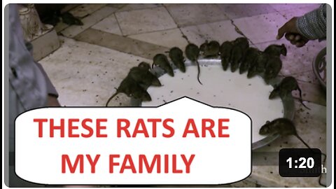 The Indian RAT Temple