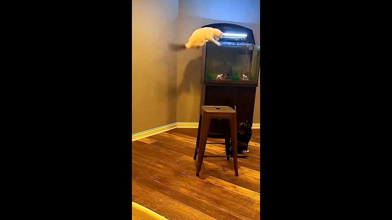 Cat's funny video 🤣