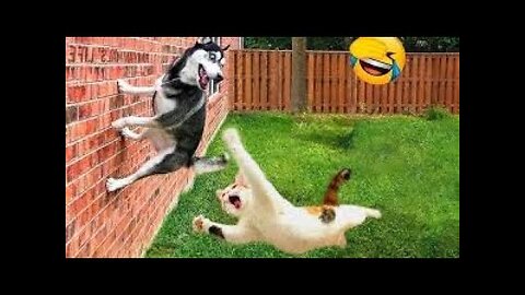 These silly Video of pets make you laugh hard 😂 | Try not laugh challenge 🌚 |