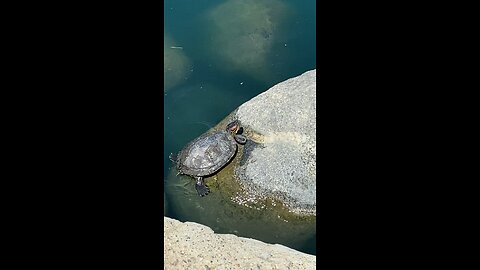 Red-Eared Slider Turtle 🐢 #redearedsliderturtle #shorts #viral #trending #followme