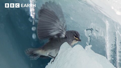 Rare Footage of Glacier Finches Nesting in a World of Ice | BBC Earth