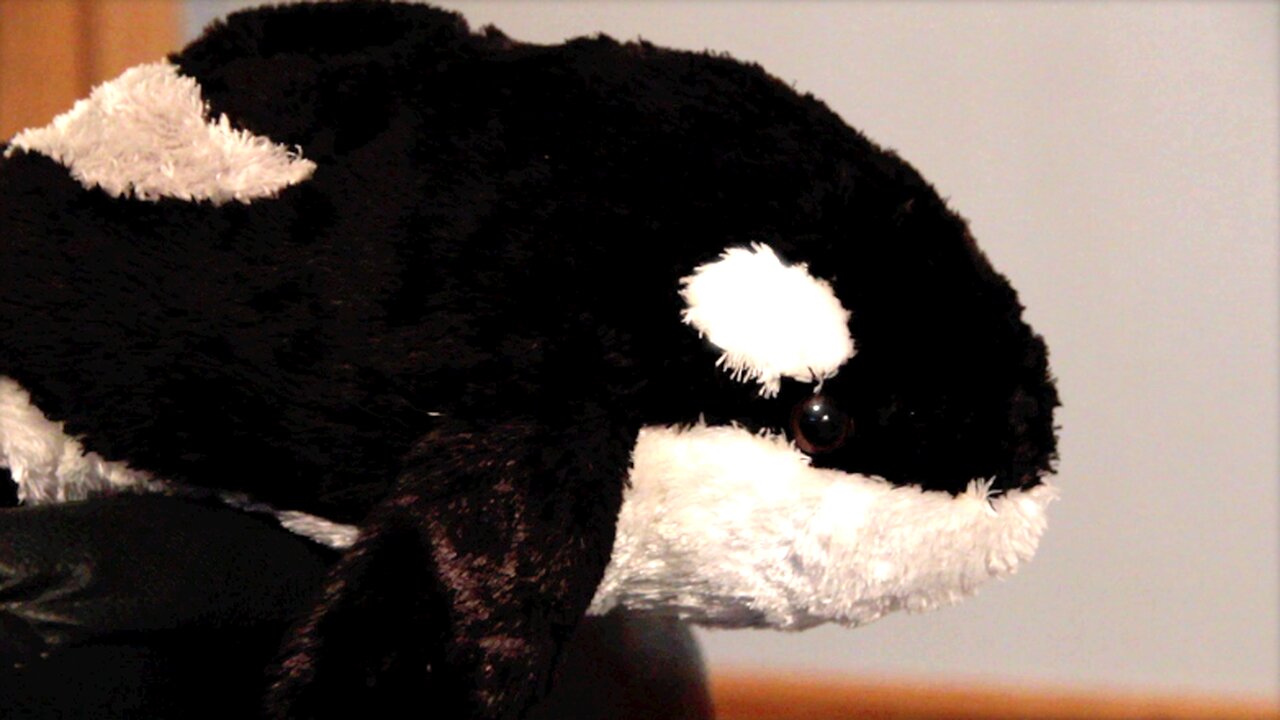 A Whale Of A Wake Up Call! (Andrew Blaze - Randy Stair)