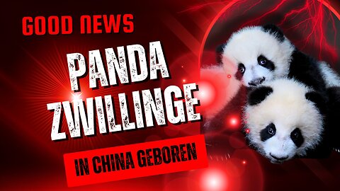 Panda Zwillinge in China geboren#PandaZwillinge, #Naturschutz, #Tierrechtung, #Umweltschutz,