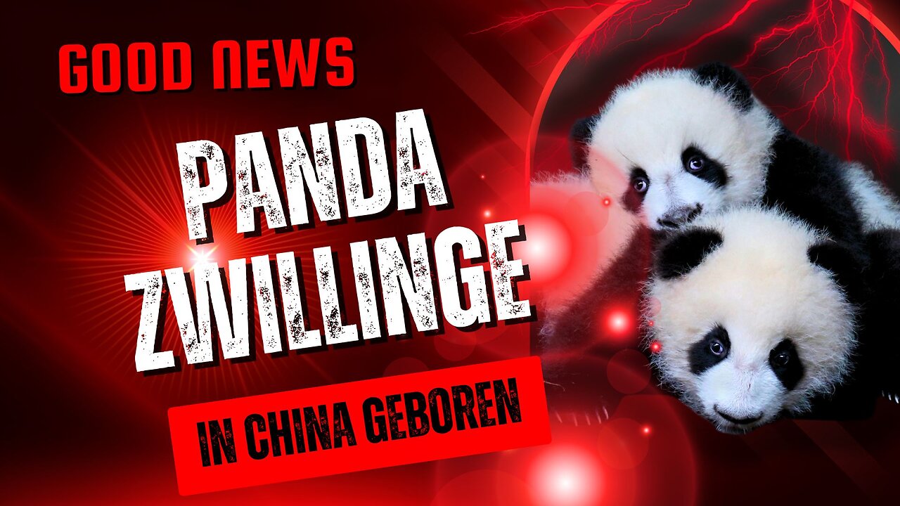 Panda Zwillinge in China geboren#PandaZwillinge, #Naturschutz, #Tierrechtung, #Umweltschutz,
