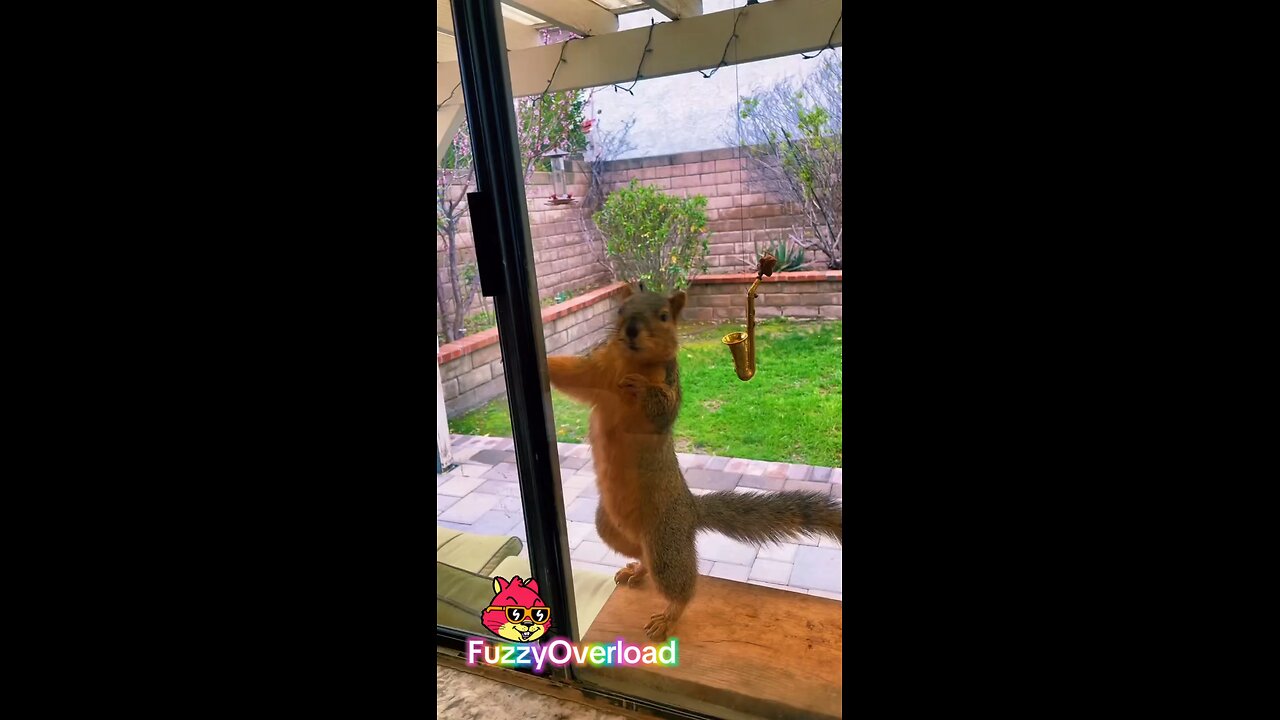 Squirrel jam