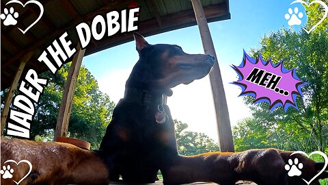 Doberman in the Sunshine: Morning Vibes, Jealousy, and Jokes ☀️🐶