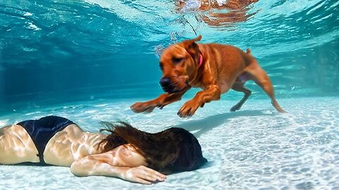 Brave Animals That Saved People’s Lives 🙏✨