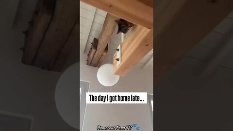 Funniest Pet Moments You’ll Watch on Repeat!