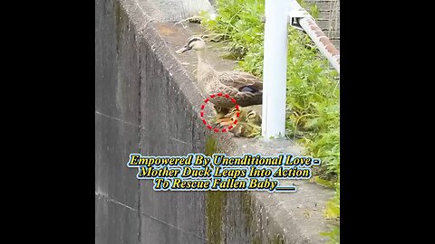 Empowered By Uncnditional Love - Mother Duck Leaps Into Action To Rescue Fallen Baby___