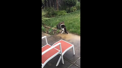 Cat Fight