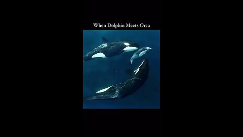 Killer_Whale_vs_Dolphin_#orca🔥