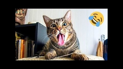 Funny Dogs And Cats Videos 2024 😅- Best Funnies Animal Video Part35