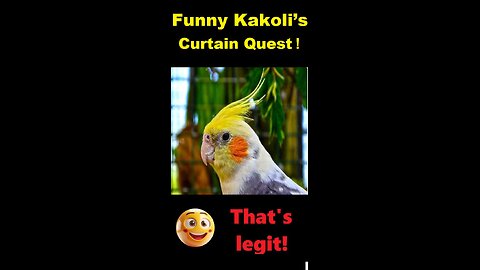 Funny Kakoli’s Curtain Quest! 😍❤️