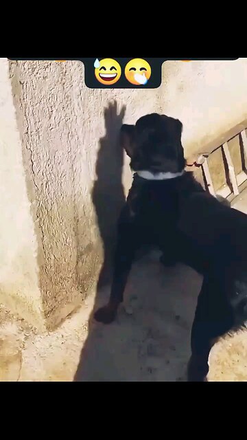 🎉Happy birthday everyone🌞It's To LAUGH When Watching This Video Cute DOG|cute cat|Please Follow me