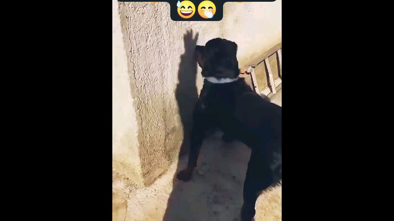 🎉Happy birthday everyone🌞It's To LAUGH When Watching This Video Cute DOG|cute cat|Please Follow me