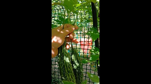 bitter melon/করলা চাষের গুরুত্বপূর্ণ কিছু tips #garden #tips