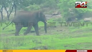 പാലക്കാട്_കഞ്ചിക്കോട്_ജനവാസമേഖലയിൽ_ഇറങ്ങിയ_കാട്ടാനയെ_തുരത്താനിയില്ല