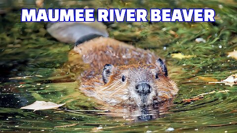 Maumee River Beaver