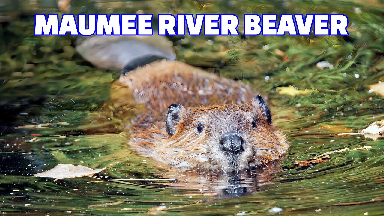 Maumee River Beaver