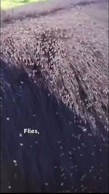 Love All Life Always #190 - Apex Predator Of The Insect World - The Incredible Dragonfly! WOW!