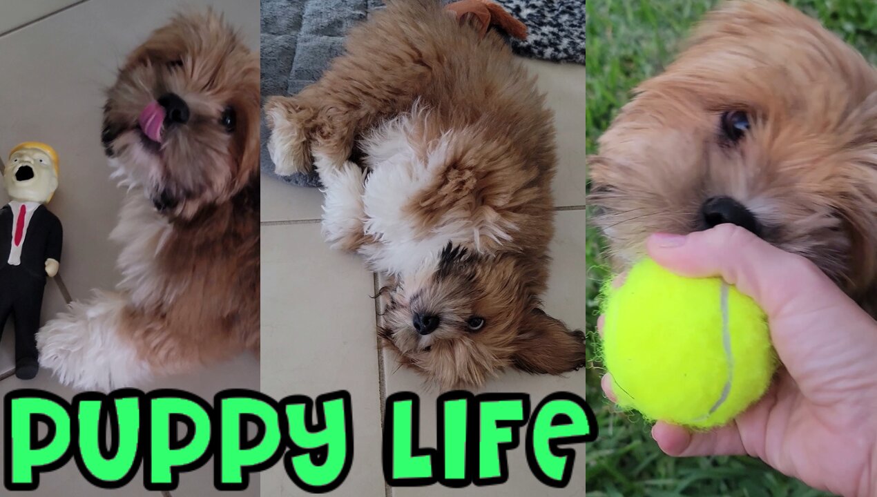 Puppy Life - HATES my Shadow, Trump Dog Toy, Playing Ball & Sleeping UPSIDE DOWN