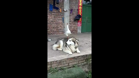 Dog vs duck: who wins the battle?