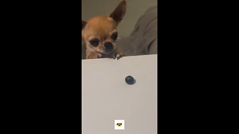 Funny Chihuahua Dog's Hilarious Reaction to a Blueberry #funnydog