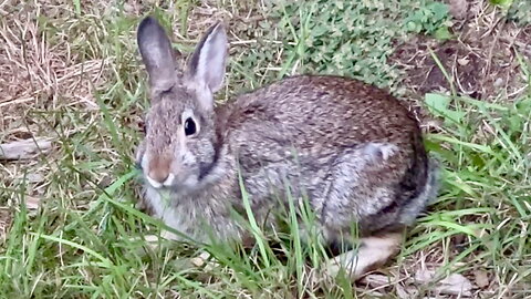 Rabbit Eating Grass