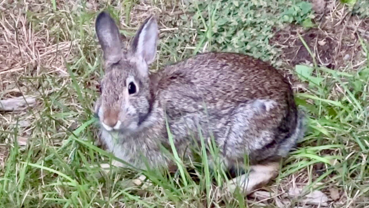 Rabbit Eating Grass
