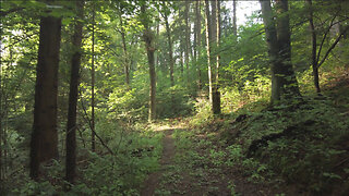 To The Cave On The Map | Forest Nature Relaxation Film