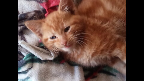 got a new cat his name is Gary