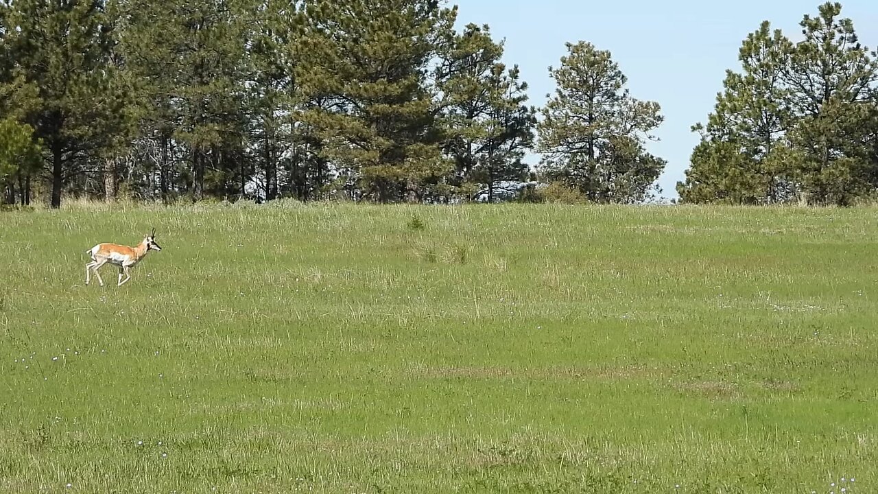 Stunning Montana Speed Goat