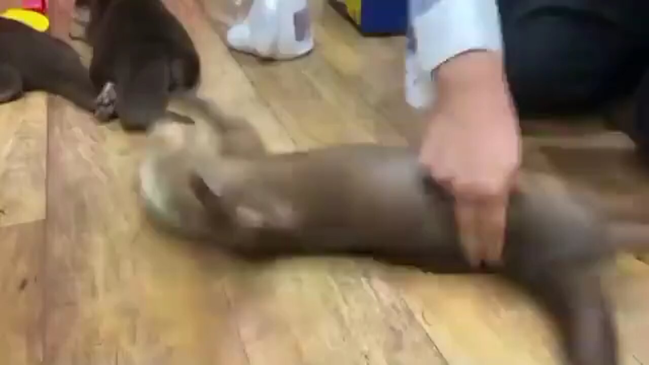 😍😍😘🔥 😍💦 FUNNY Animals and pet's💕😘 😘🔥 💕😘 😍💦 💦